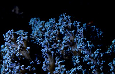 fósiles de arrecifes de coral