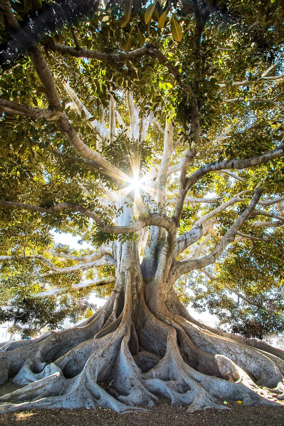 Hermoso árbol milenario